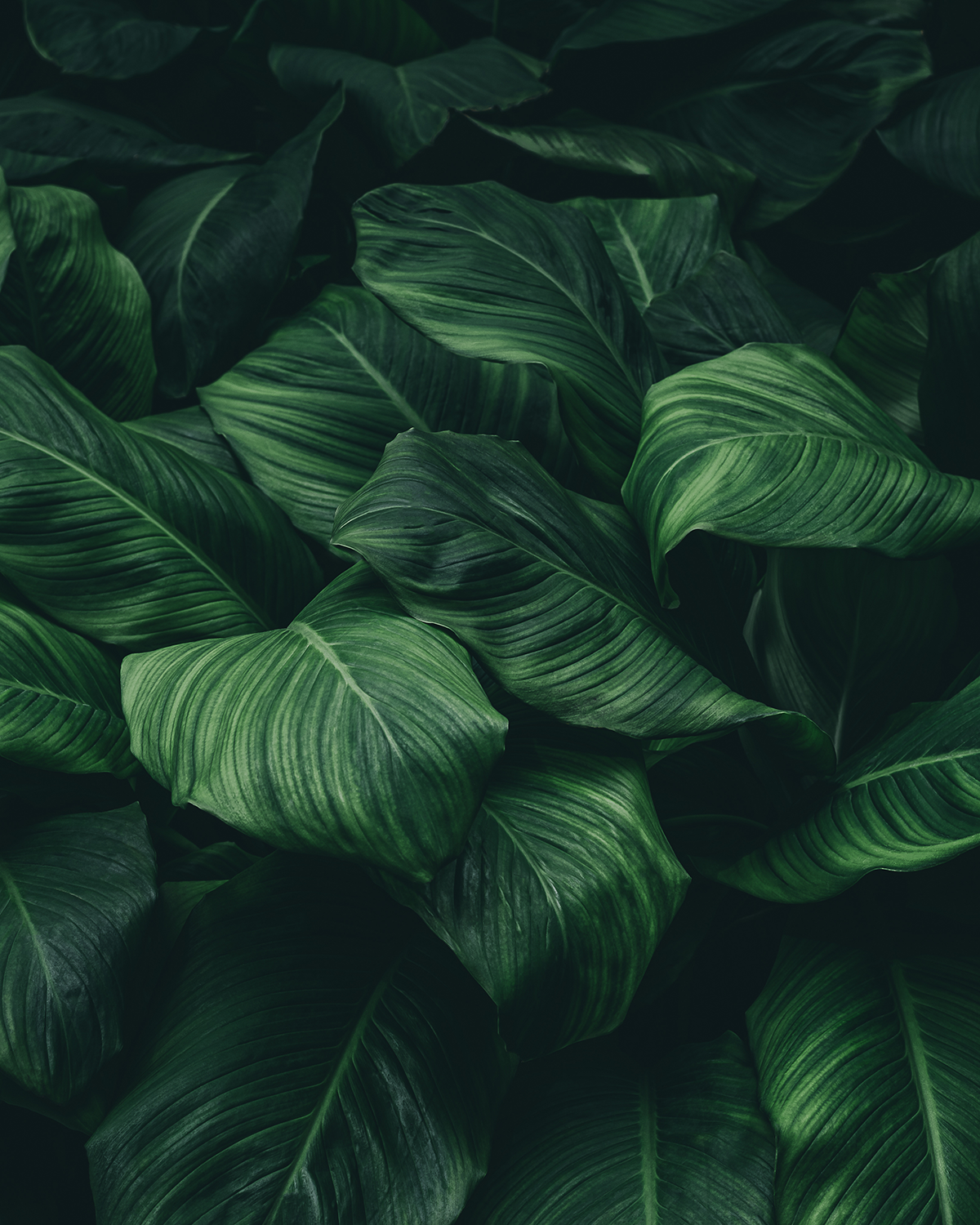 About Section Green Foliage